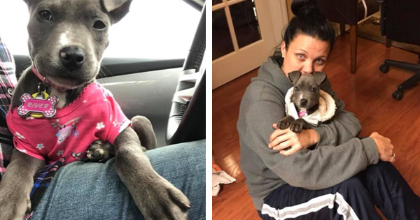 Nearly Frozen To Death After Being Abandoned, Puppy Gets A Second Chance At Life With A Police Officer